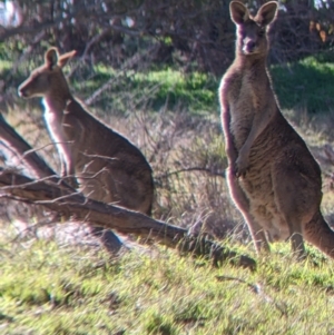 Macropus giganteus at Springdale Heights, NSW - 14 Jul 2022 11:23 AM