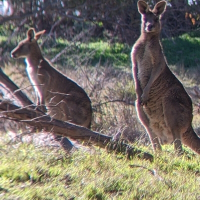 Macropus giganteus (Eastern Grey Kangaroo) at Red Light Hill Reserve - 14 Jul 2022 by Darcy