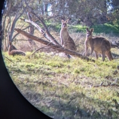 Macropus giganteus at Springdale Heights, NSW - 14 Jul 2022