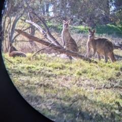 Macropus giganteus at Springdale Heights, NSW - 14 Jul 2022 11:23 AM