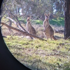 Macropus giganteus at Springdale Heights, NSW - 14 Jul 2022