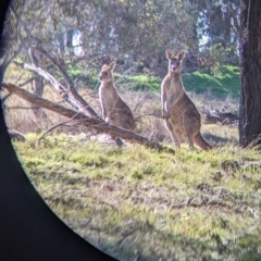 Macropus giganteus at Springdale Heights, NSW - 14 Jul 2022 11:23 AM