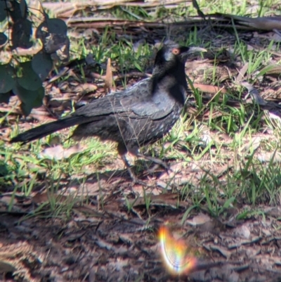 Corcorax melanorhamphos (White-winged Chough) at Red Light Hill Reserve - 14 Jul 2022 by Darcy