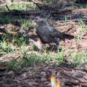 Corcorax melanorhamphos at Springdale Heights, NSW - 14 Jul 2022