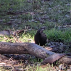 Corcorax melanorhamphos at Springdale Heights, NSW - 14 Jul 2022 11:28 AM