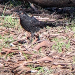 Corcorax melanorhamphos at Springdale Heights, NSW - 14 Jul 2022