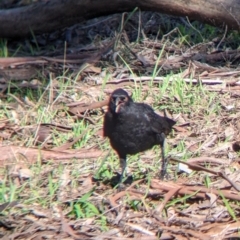 Corcorax melanorhamphos at Springdale Heights, NSW - 14 Jul 2022 11:28 AM