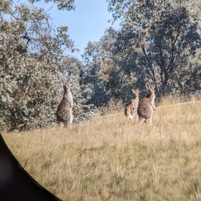 Macropus giganteus (Eastern Grey Kangaroo) at Red Light Hill Reserve - 14 Jul 2022 by Darcy
