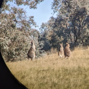 Macropus giganteus at Springdale Heights, NSW - 14 Jul 2022 11:30 AM