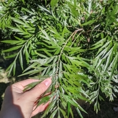 Grevillea robusta (Silky Oak) at Bird Monitoring Site 16 - Albury Environmental Lands  - 14 Jul 2022 by Darcy