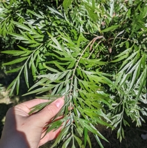 Grevillea robusta at Springdale Heights, NSW - 14 Jul 2022