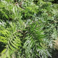 Grevillea robusta at Springdale Heights, NSW - 14 Jul 2022 11:33 AM