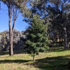 Grevillea robusta at Springdale Heights, NSW - 14 Jul 2022 11:33 AM