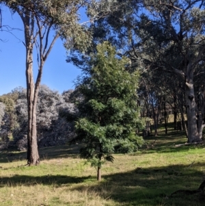 Grevillea robusta at Springdale Heights, NSW - 14 Jul 2022 11:33 AM