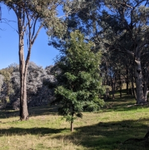 Grevillea robusta at Springdale Heights, NSW - 14 Jul 2022