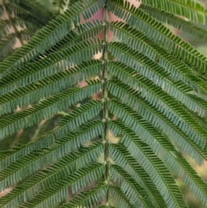 Acacia mearnsii at Springdale Heights, NSW - 14 Jul 2022