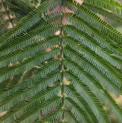 Acacia mearnsii (Black Wattle) at Bird Monitoring Site 16 - Albury Environmental Lands  - 14 Jul 2022 by Darcy