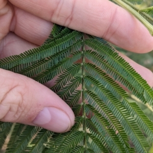 Acacia mearnsii at Springdale Heights, NSW - 14 Jul 2022