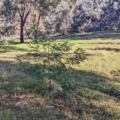 Acacia mearnsii at Springdale Heights, NSW - 14 Jul 2022