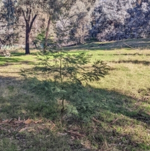 Acacia mearnsii at Springdale Heights, NSW - 14 Jul 2022