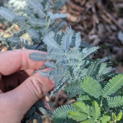 Acacia baileyana (Cootamundra Wattle, Golden Mimosa) at Albury - 14 Jul 2022 by Darcy