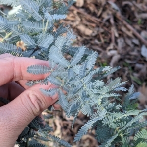 Acacia baileyana at Springdale Heights, NSW - 14 Jul 2022