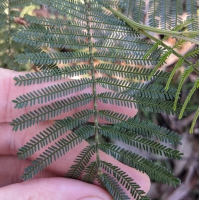Acacia mearnsii (Black Wattle) at Red Light Hill Reserve - 14 Jul 2022 by Darcy
