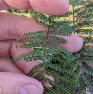 Acacia mearnsii at Springdale Heights, NSW - 14 Jul 2022 11:37 AM