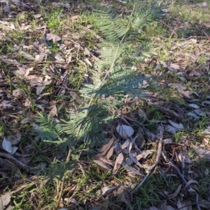 Acacia mearnsii at Springdale Heights, NSW - 14 Jul 2022 11:37 AM