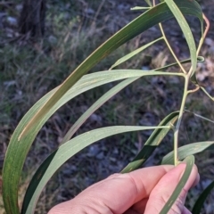 Acacia implexa (Hickory Wattle, Lightwood) at Red Light Hill Reserve - 14 Jul 2022 by Darcy