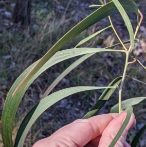 Acacia implexa at Springdale Heights, NSW - 14 Jul 2022