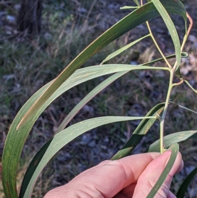 Acacia implexa (Hickory Wattle, Lightwood) at Albury - 14 Jul 2022 by Darcy