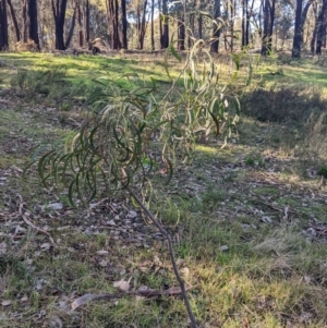 Acacia implexa at Springdale Heights, NSW - 14 Jul 2022 11:37 AM