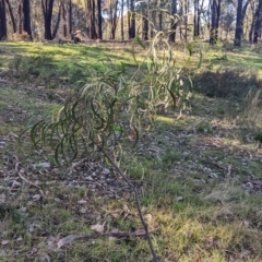 Acacia implexa at Springdale Heights, NSW - 14 Jul 2022