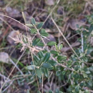 Olea europaea at Springdale Heights, NSW - 14 Jul 2022 11:38 AM