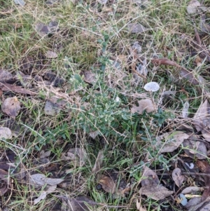 Olea europaea at Springdale Heights, NSW - 14 Jul 2022 11:38 AM