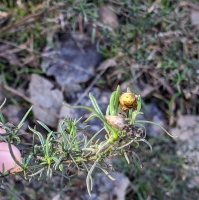 Xerochrysum viscosum (Sticky Everlasting) at Albury - 14 Jul 2022 by Darcy