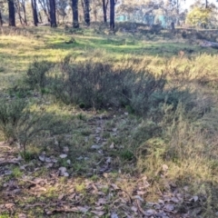 Xerochrysum viscosum at Springdale Heights, NSW - 14 Jul 2022