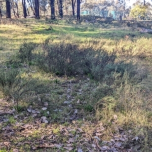 Xerochrysum viscosum at Springdale Heights, NSW - 14 Jul 2022 11:38 AM
