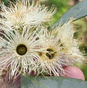 Eucalyptus sideroxylon at Springdale Heights, NSW - 14 Jul 2022 11:42 AM