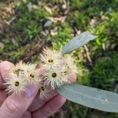 Eucalyptus sideroxylon at Springdale Heights, NSW - 14 Jul 2022 11:42 AM