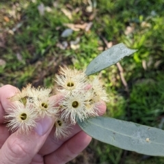 Eucalyptus sideroxylon at Springdale Heights, NSW - 14 Jul 2022