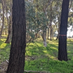 Eucalyptus sideroxylon at Springdale Heights, NSW - 14 Jul 2022 11:42 AM