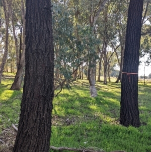 Eucalyptus sideroxylon at Springdale Heights, NSW - 14 Jul 2022