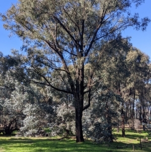 Eucalyptus sideroxylon at Springdale Heights, NSW - 14 Jul 2022