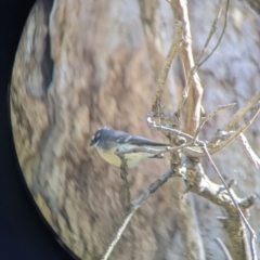 Rhipidura albiscapa (Grey Fantail) at Springdale Heights, NSW - 14 Jul 2022 by Darcy