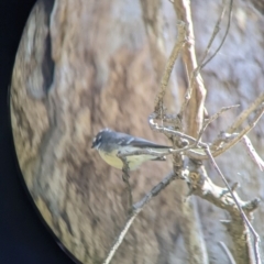 Rhipidura albiscapa (Grey Fantail) at Albury - 14 Jul 2022 by Darcy