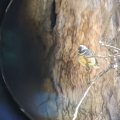 Rhipidura albiscapa at Springdale Heights, NSW - 14 Jul 2022 11:45 AM