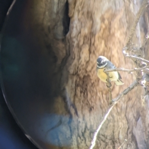 Rhipidura albiscapa at Springdale Heights, NSW - 14 Jul 2022 11:45 AM