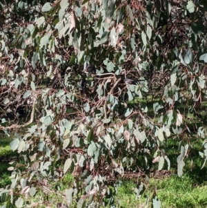 Rhipidura albiscapa at Springdale Heights, NSW - 14 Jul 2022 11:45 AM